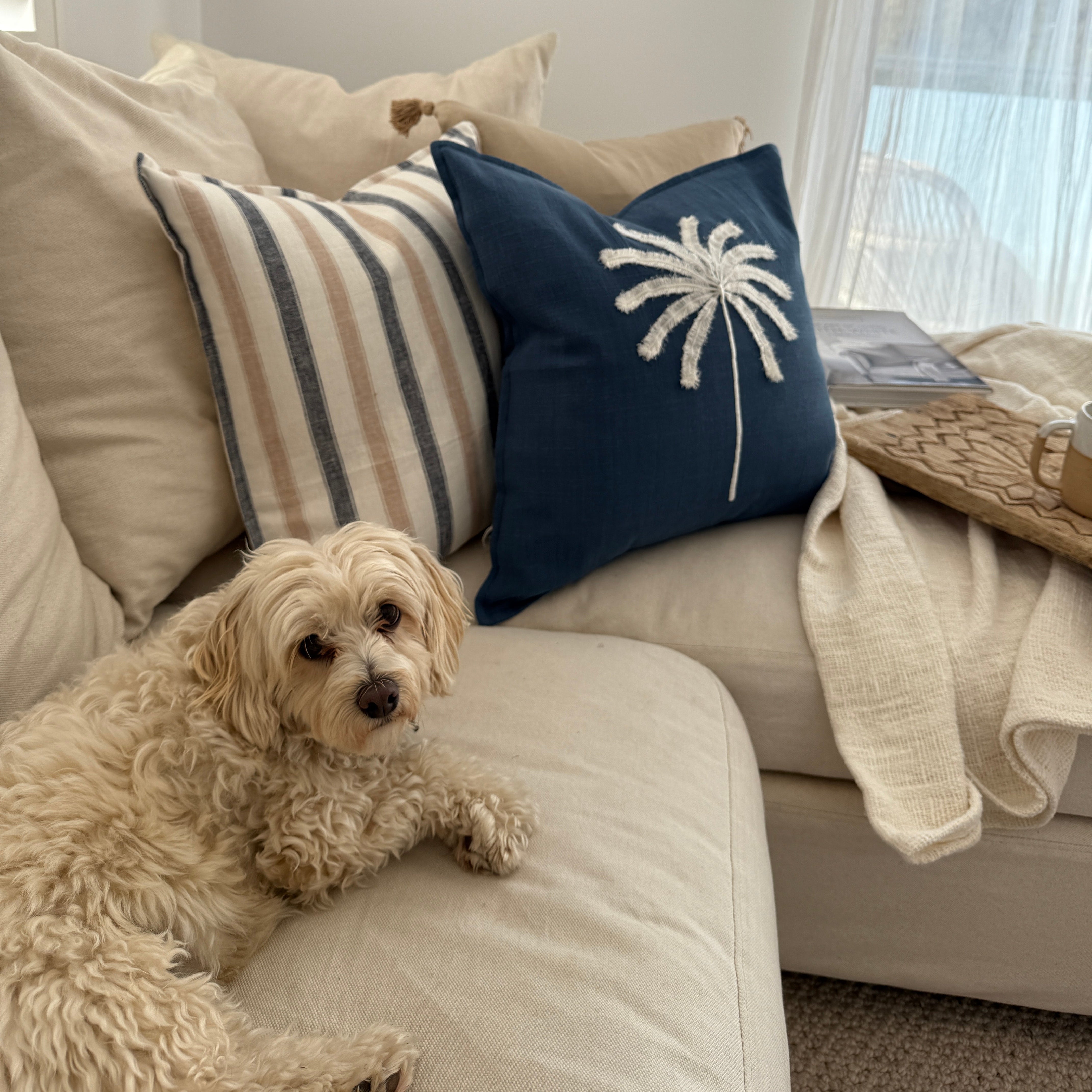 Dog lying on a couch with decorative cushion and a blanket
