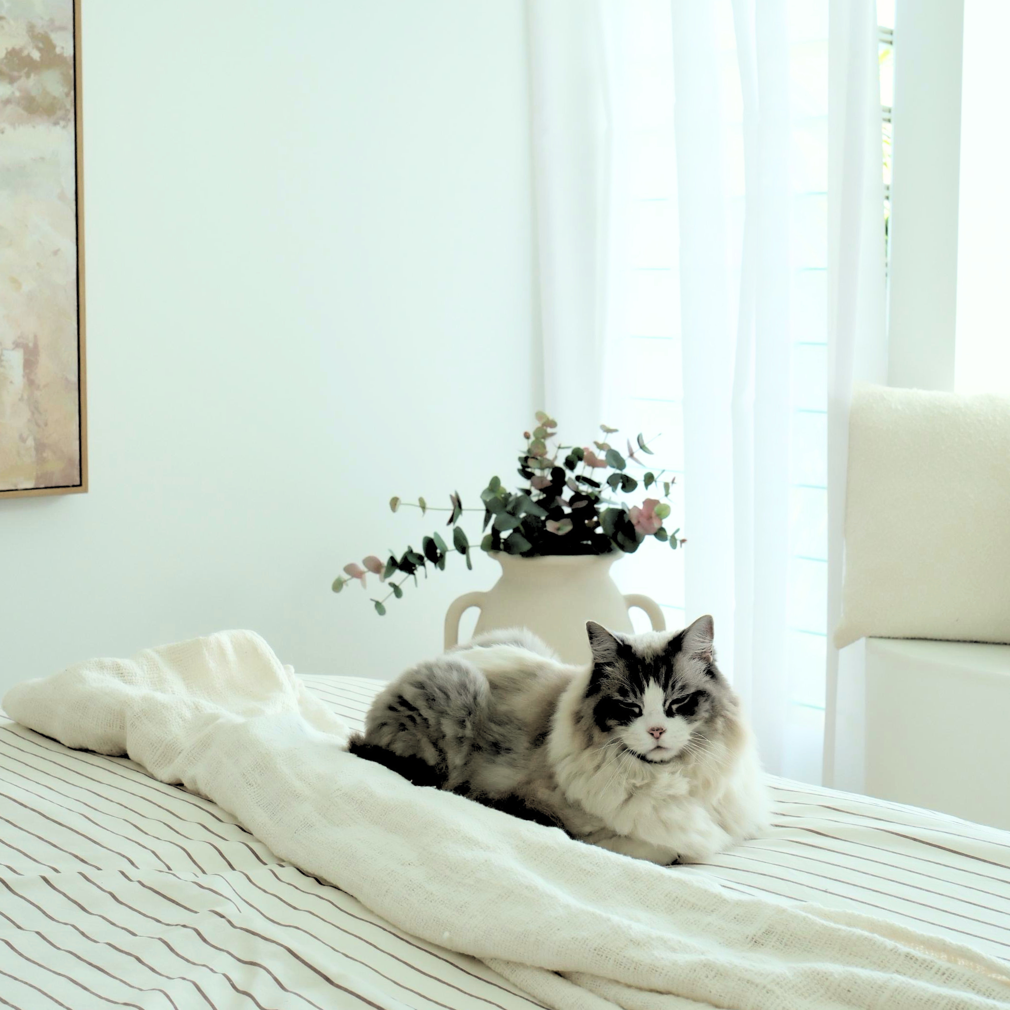 Serenity soft cotton throw